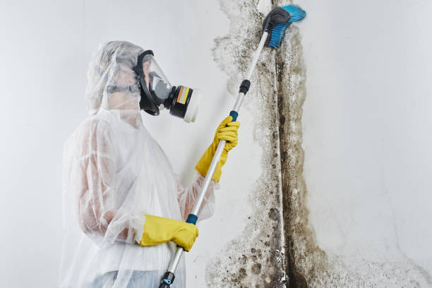 Best Preventive Mold Services in Breaux Bridge, LA
