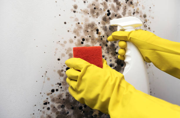 Best Industrial Mold Remediation in Breaux Bridge, LA