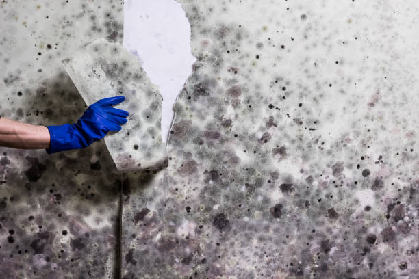 Best White Mold Remediation in Breaux Bridge, LA